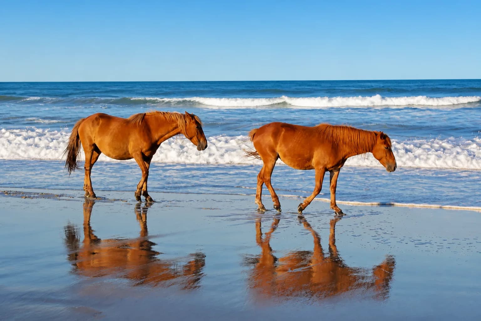 Carova Beach, Corolla, North Carolina